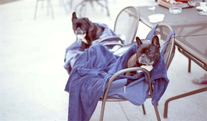 フェレットの難産(ジストシア)と胎児死亡の原因と対処法5選