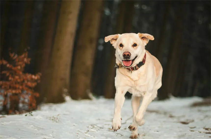 子犬の成長が遅い原因とは？獣医師が教える5つのポイント