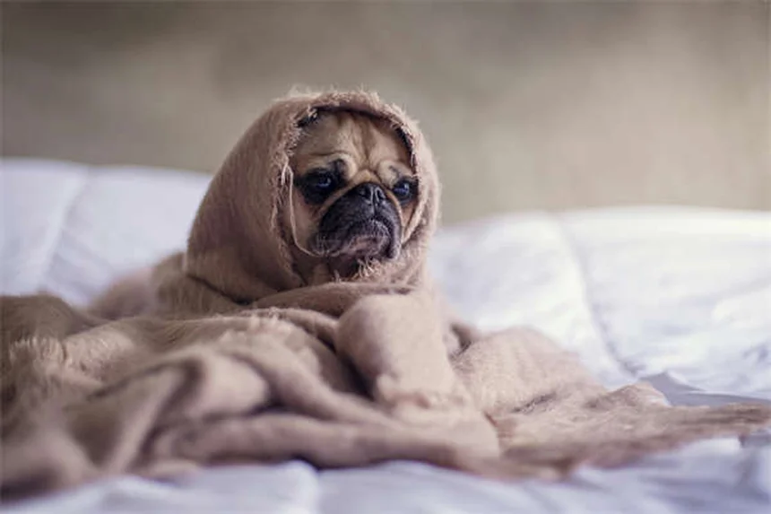 子犬の成長が遅い原因とは？獣医師が教える5つのポイント