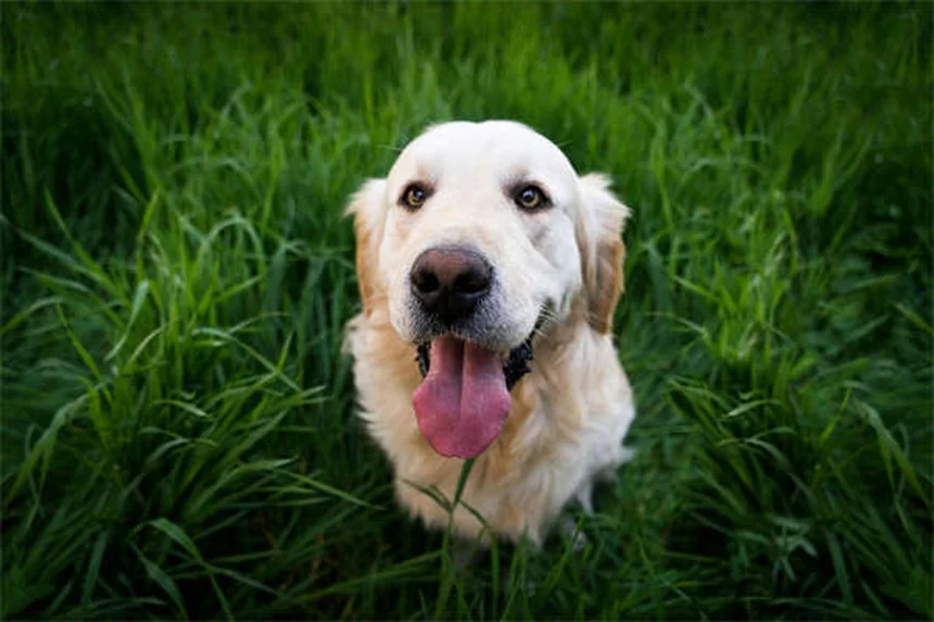 犬猫の胃潰瘍治療薬Zantac®の効果と正しい使い方【獣医師監修】