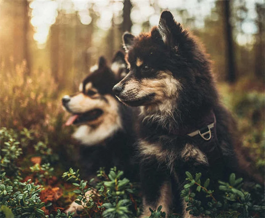 犬猫の胃潰瘍治療薬Zantac®の効果と正しい使い方【獣医師監修】