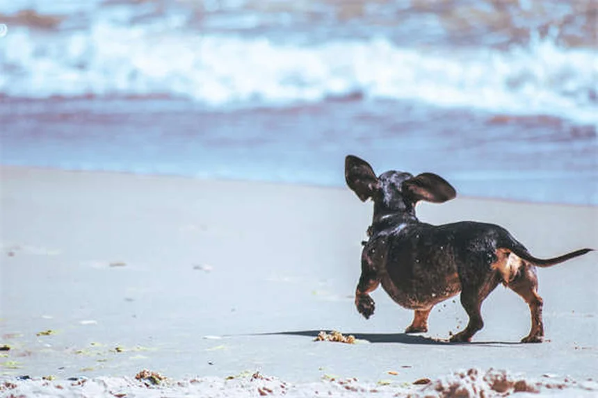 犬猫の胃潰瘍治療薬Zantac®の効果と正しい使い方【獣医師監修】