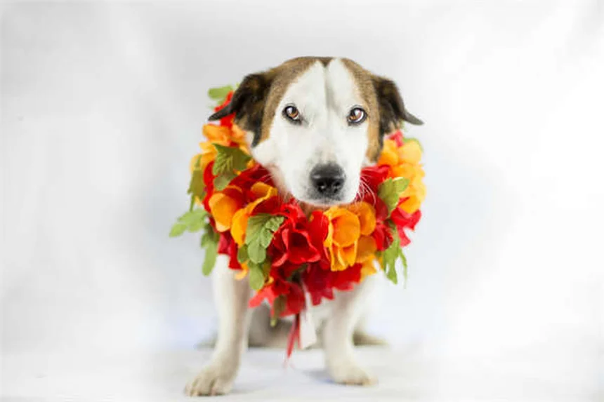犬猫の胃潰瘍治療薬Zantac®の効果と正しい使い方【獣医師監修】