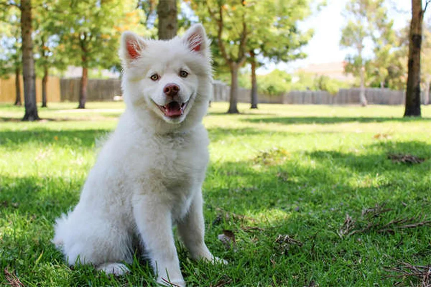犬の冬の寒さ対策｜愛犬を守る7つの防寒テクニック