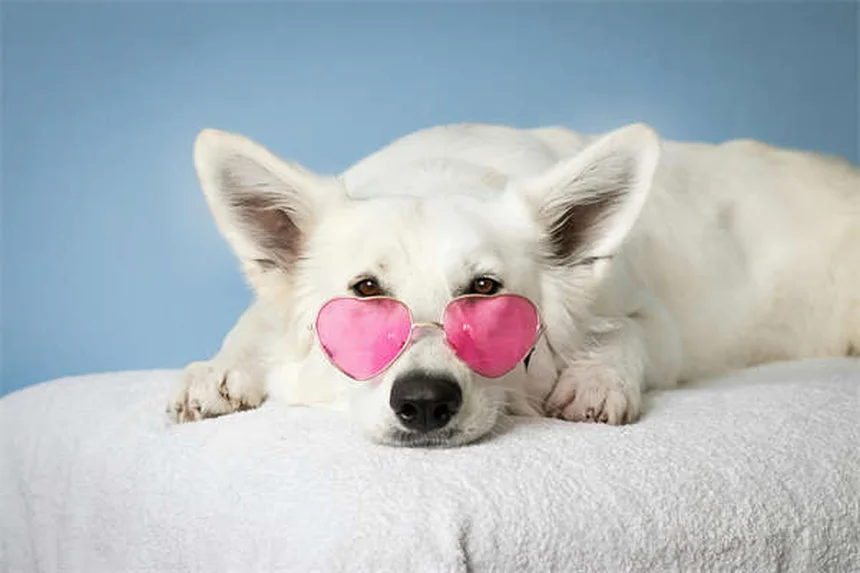 犬にカシューナッツは大丈夫？獣医が教える安全な与え方