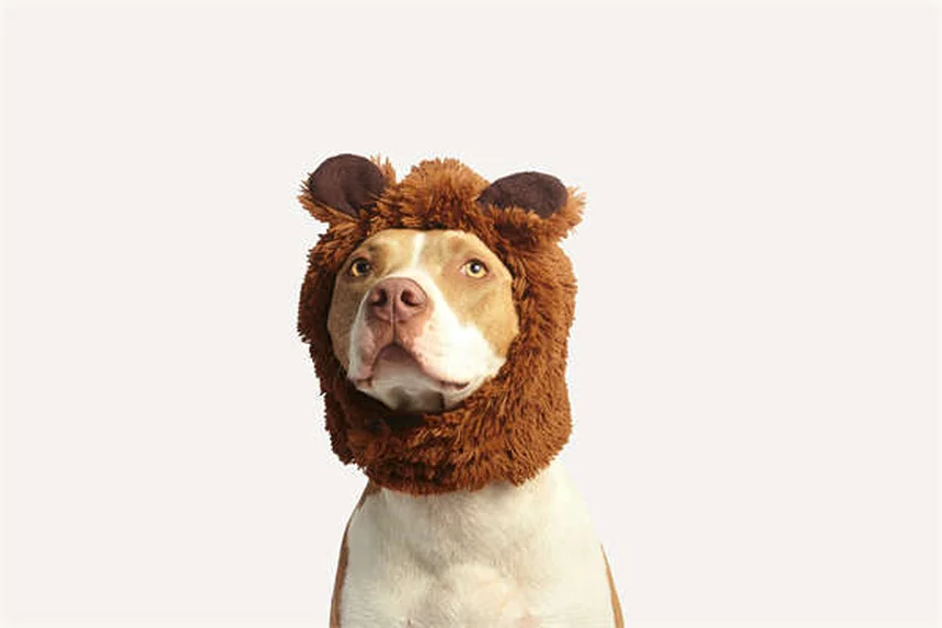 犬にカシューナッツは大丈夫？獣医が教える安全な与え方