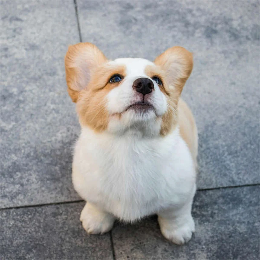 犬にカシューナッツは大丈夫？獣医が教える安全な与え方
