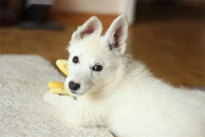 犬にカシューナッツは大丈夫？獣医が教える安全な与え方