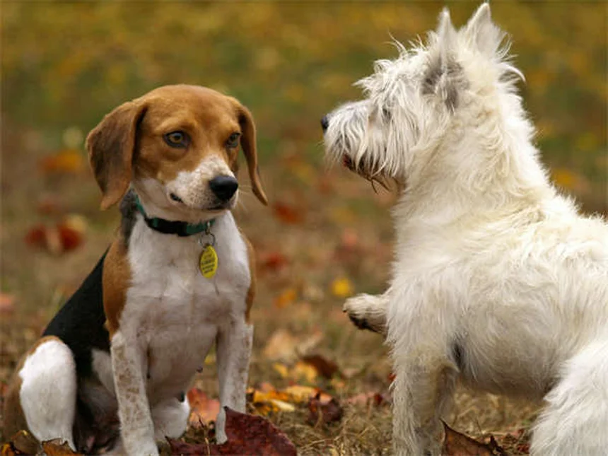 犬のホットスポット対策｜獣医師が教える原因と自宅ケア5つのコツ